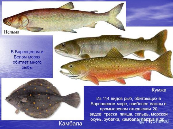 Промысловые рыбы бранцово моря