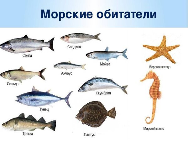 Морские рыбы для детей