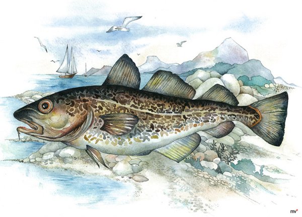 Тресковые треска рисунок