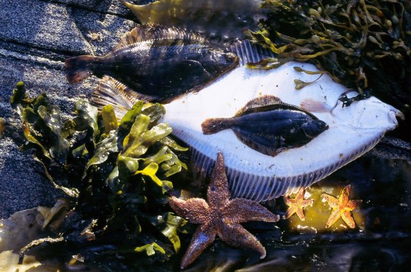 Камбала белого моря