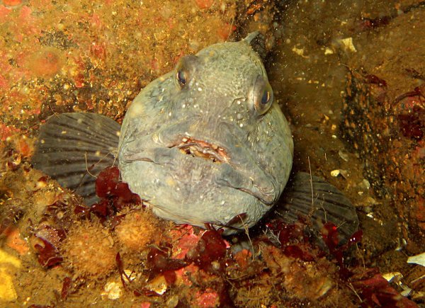 Зубатка Баренцево море