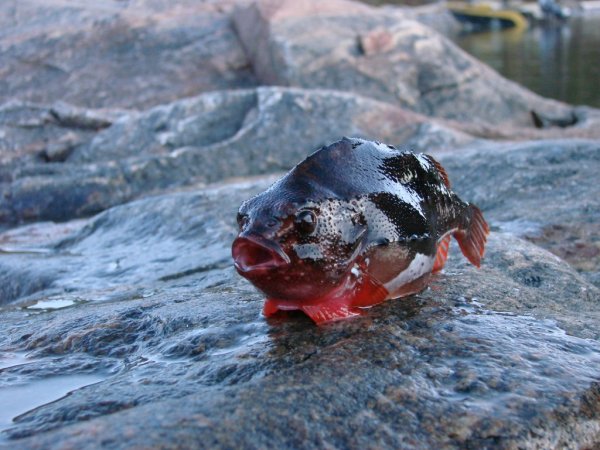 Пинагор рыба Воробей