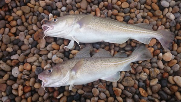 Пикша атлантическая