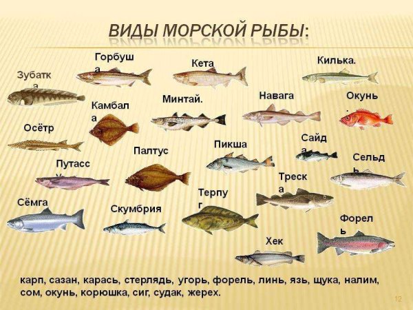 Мелкая морская рыба типа мойвы название