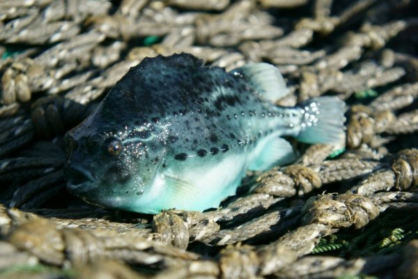 Рыба Пинагор в Баренцевом море