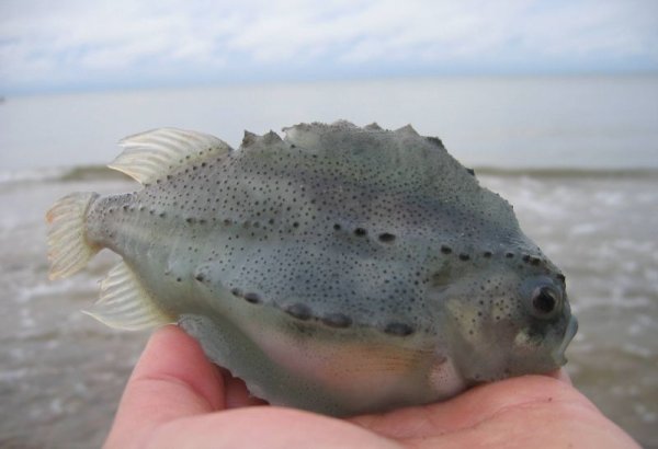 Морской Воробей Пинагор