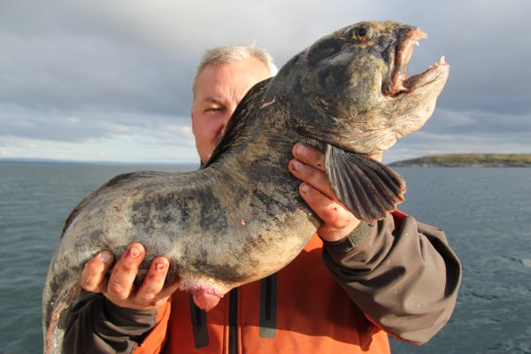 Морской волк зубатка