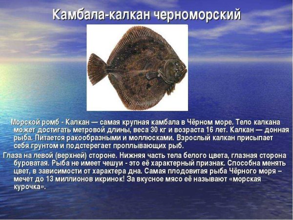 Морская камбала среда обитания
