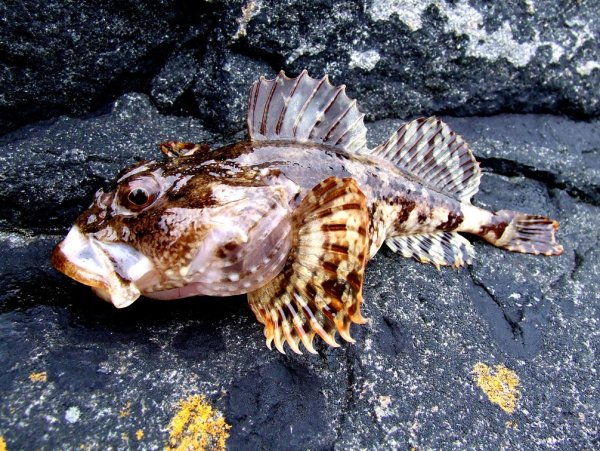 Керчак Дальневосточный