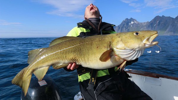 Треска Баренцева моря