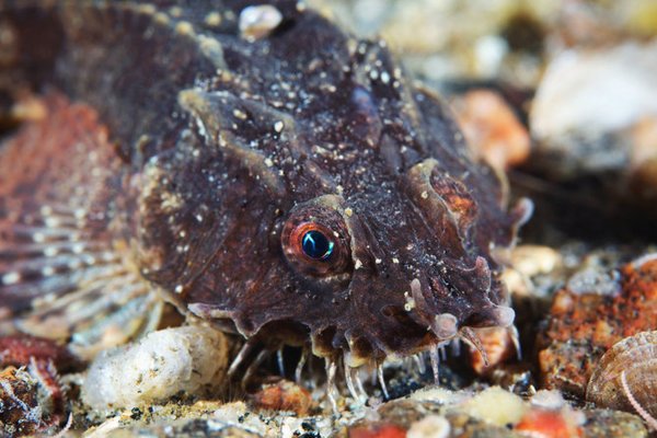 Пинагор Баренцева моря