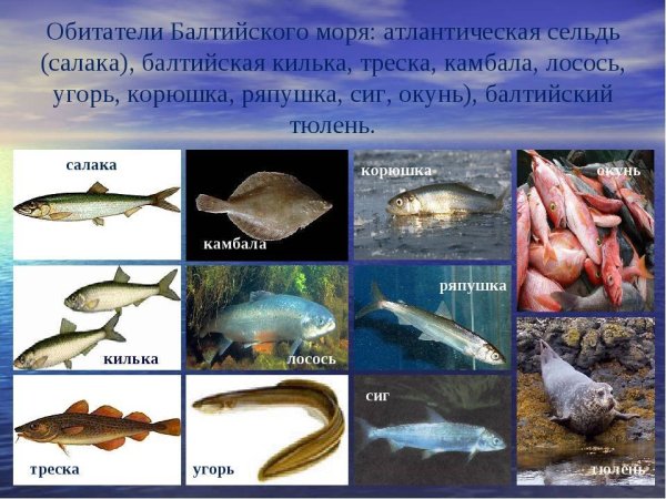 Рыбы обитатели Балтийского моря