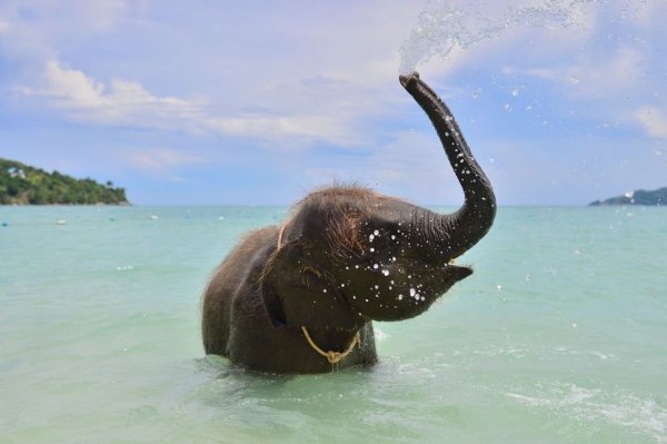 Слон и море Шри Ланка