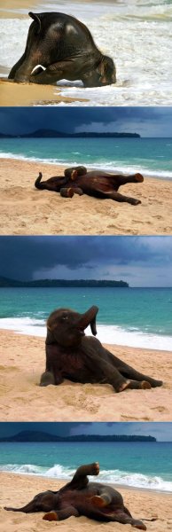 Слоник на море