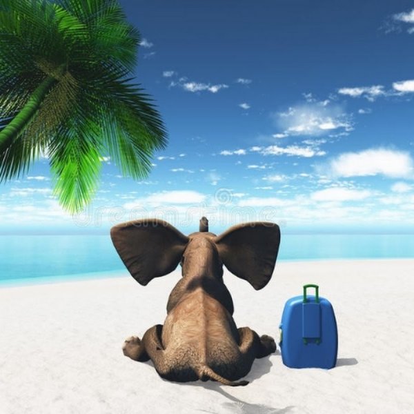 Слон в отпуске