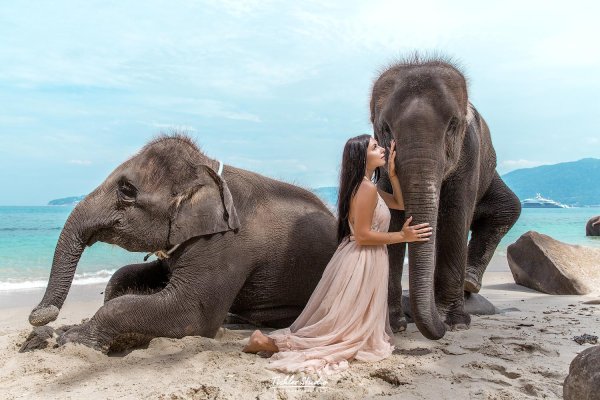 Таиланд Пхукет слоны