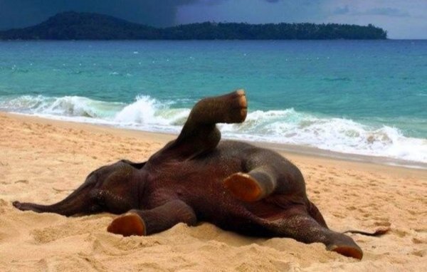 Слоненок на море