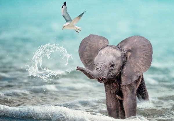 Слон под водой