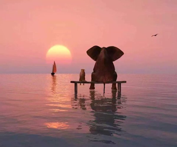 А куда катится солнце Слоненок