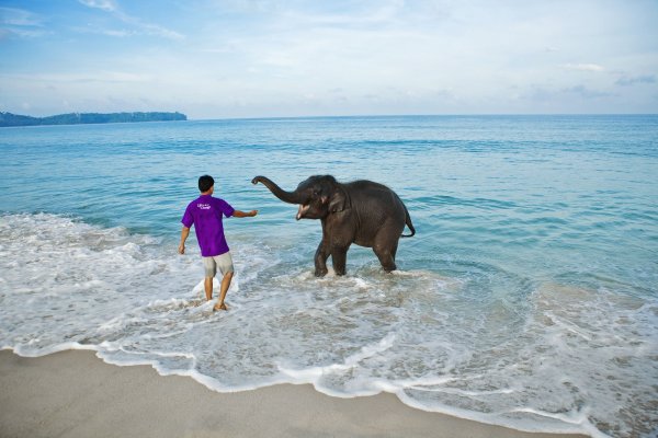Слон и море Шри Ланка