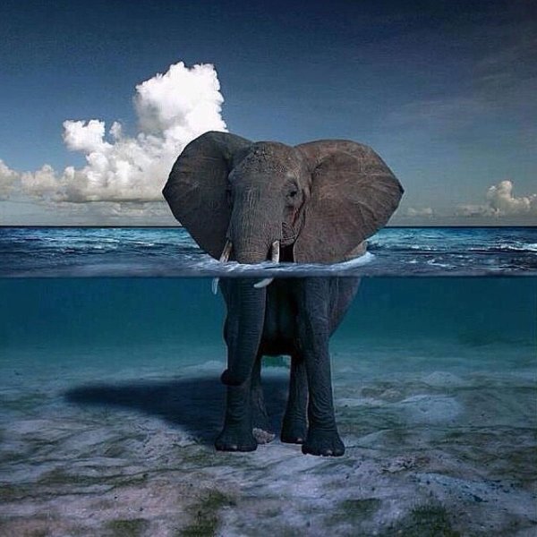 Слон на скамейке у моря