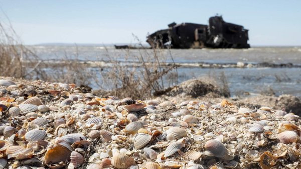 Аральское море рыба