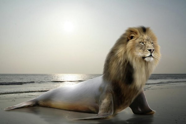 Лев на море