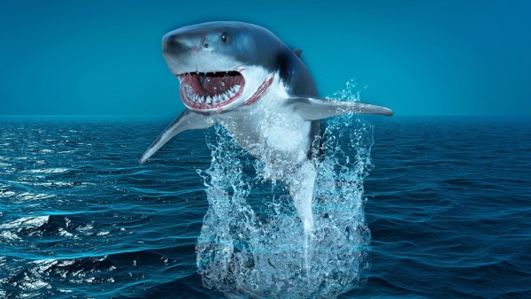 Акула из воды