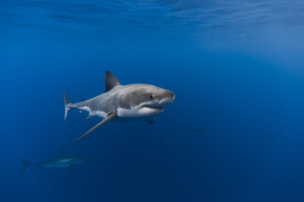 Хрящевые рыбы акула тигровая