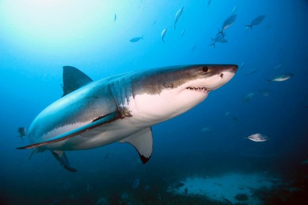 Акула в море