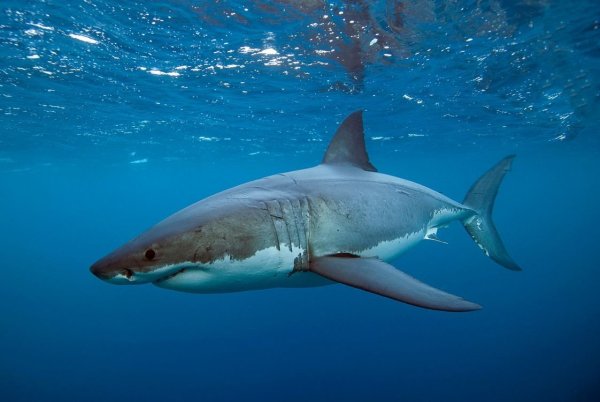 Акула в Хургаде