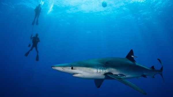 Море под водой с акулами