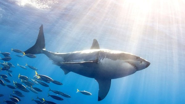 Акула в океане