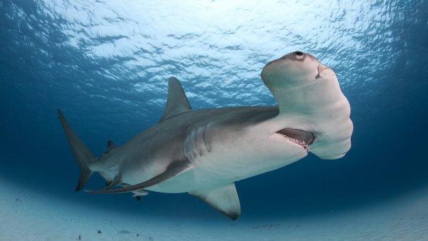 Австралийская длиннорылая акула