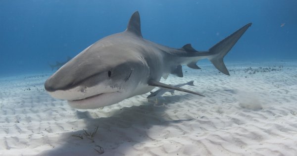 Нападение акулы МЕГАЛОДОН