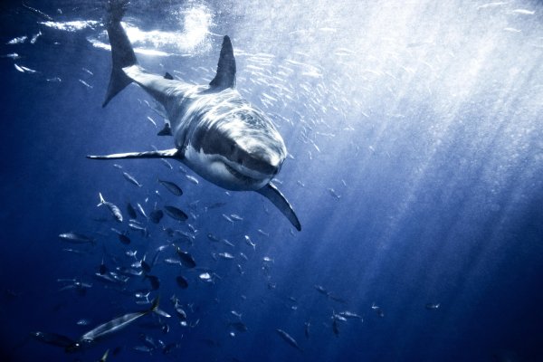 Акула это рыба или млекопитающее