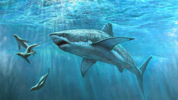 Акула в море