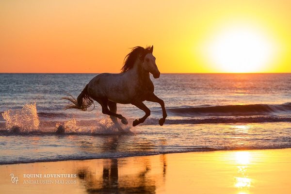 Лошадь на фоне моря