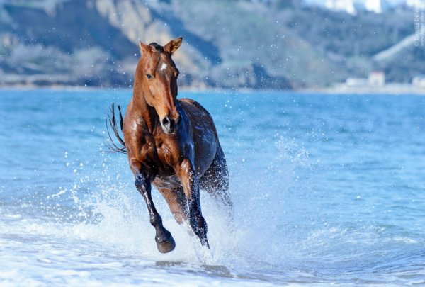 Лошадь на берегу моря