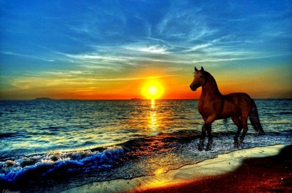 Конь на закате море