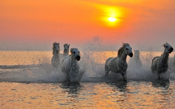 Конь у моря