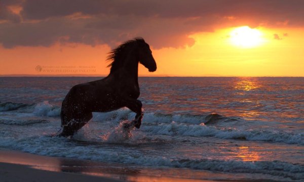 Фризская лошадь