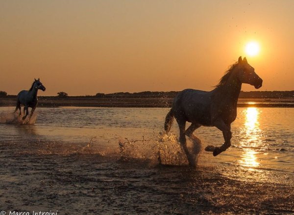 Лошадь на берегу моря