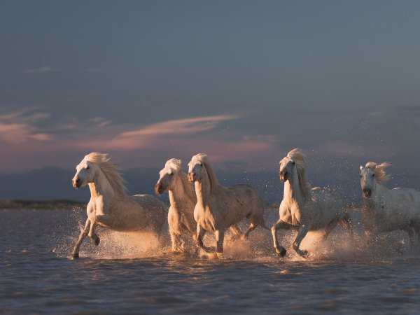 Лошадь скачет