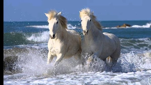 Лошадь бежит по воде