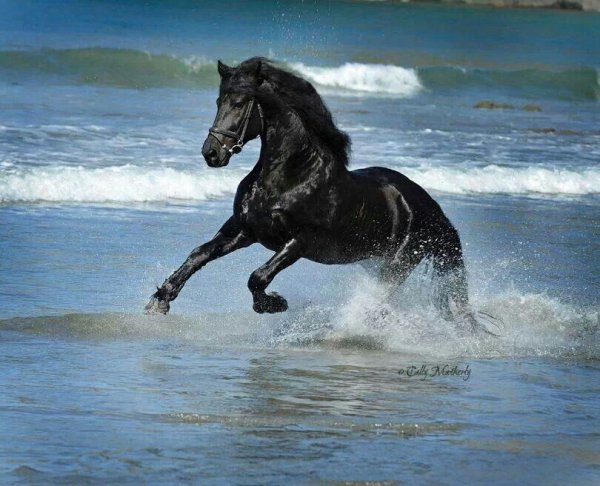 Красивая белая лошадь