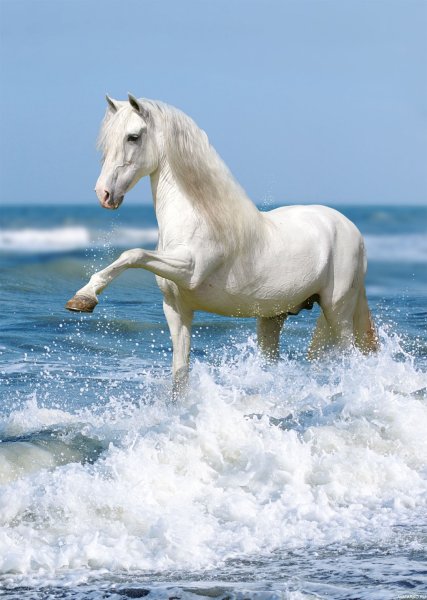 Конь на берегу моря
