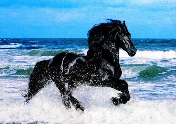 Лошади и море