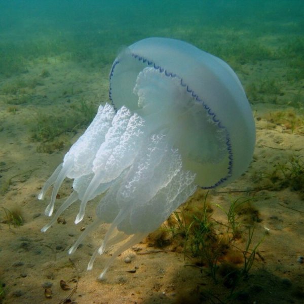 Медуза корнерот в черном море