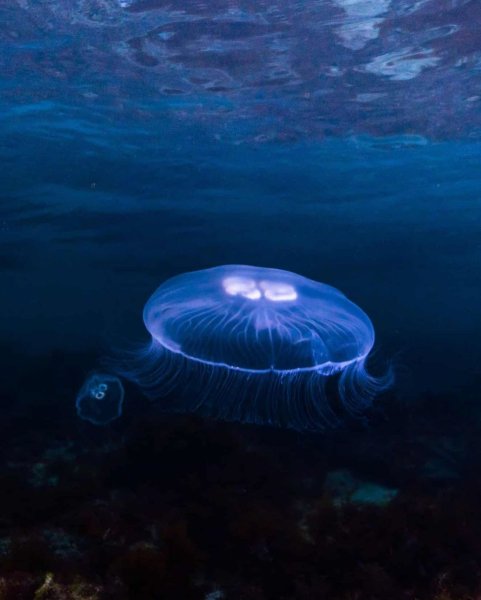 Медуза корнерот